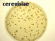S cerevisiae (yeast) on Chloramphenicol Agar