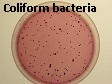 Coliforms on MUG Agar